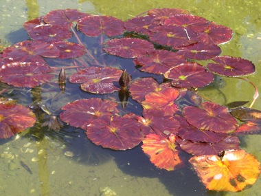 Lilly Pads at the Park